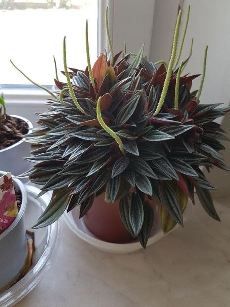 thumbnail (11) - PEPEROMIA 2019