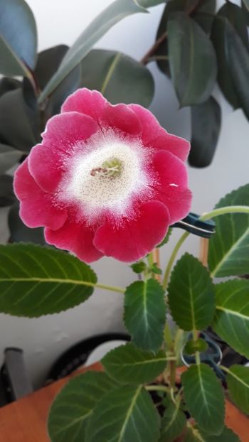  - gloxinii_2019