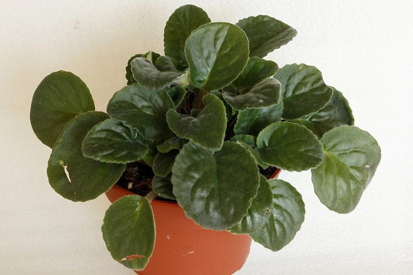 02.09.19 - 1 Suckers si forma