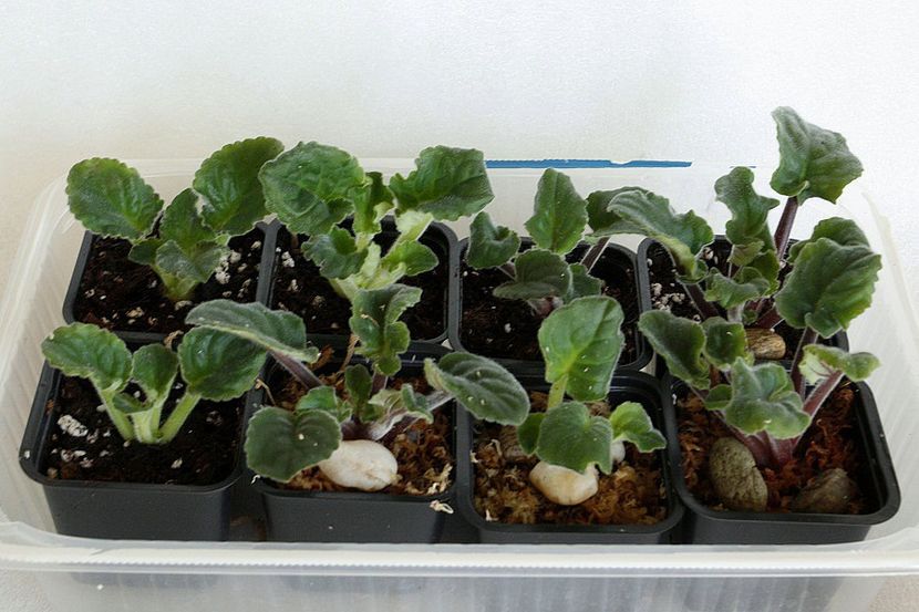 02.09.19 - 1 Suckers si forma