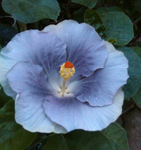  - Hibiscus Moorea Mangy Blue