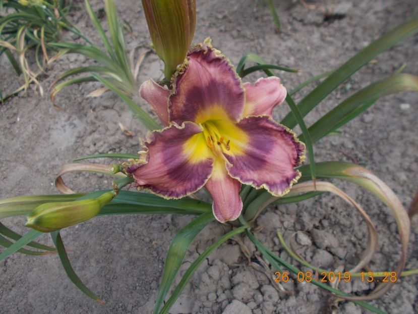  - HEMEROCALLISI-2019
