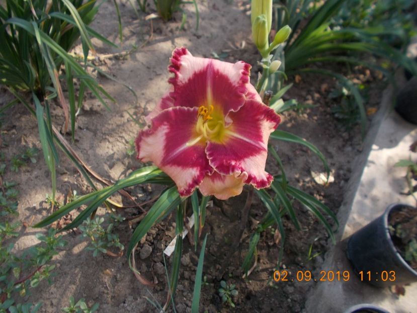  - HEMEROCALLISI-2019