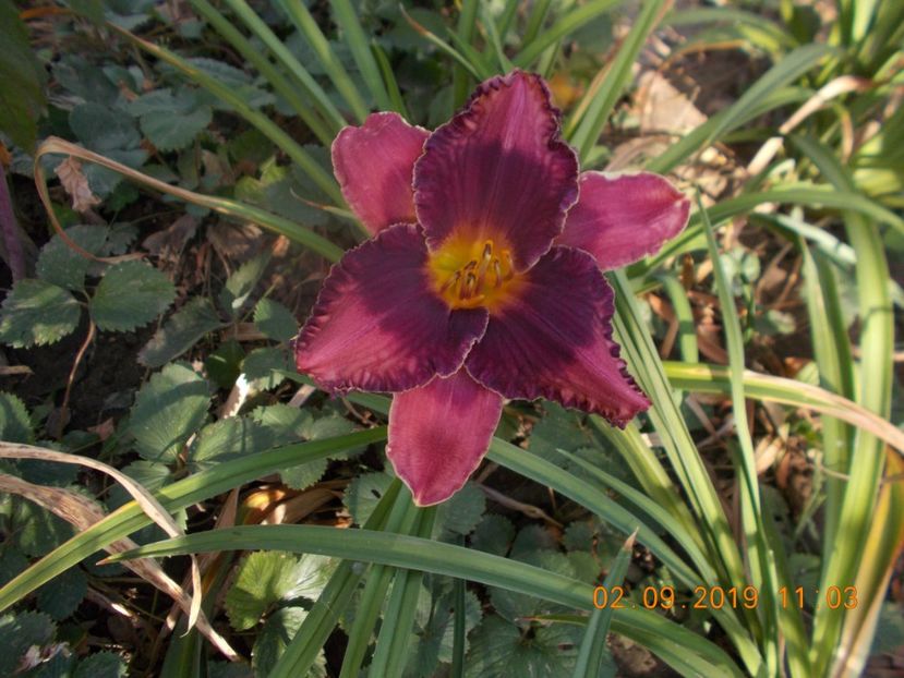  - HEMEROCALLISI-2019