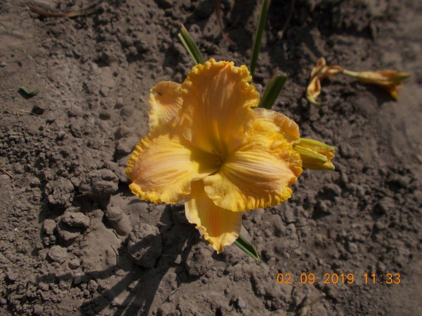  - HEMEROCALLISI-2019