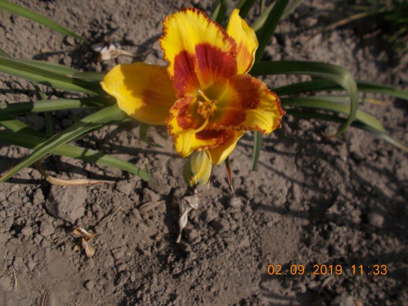  - HEMEROCALLISI-2019