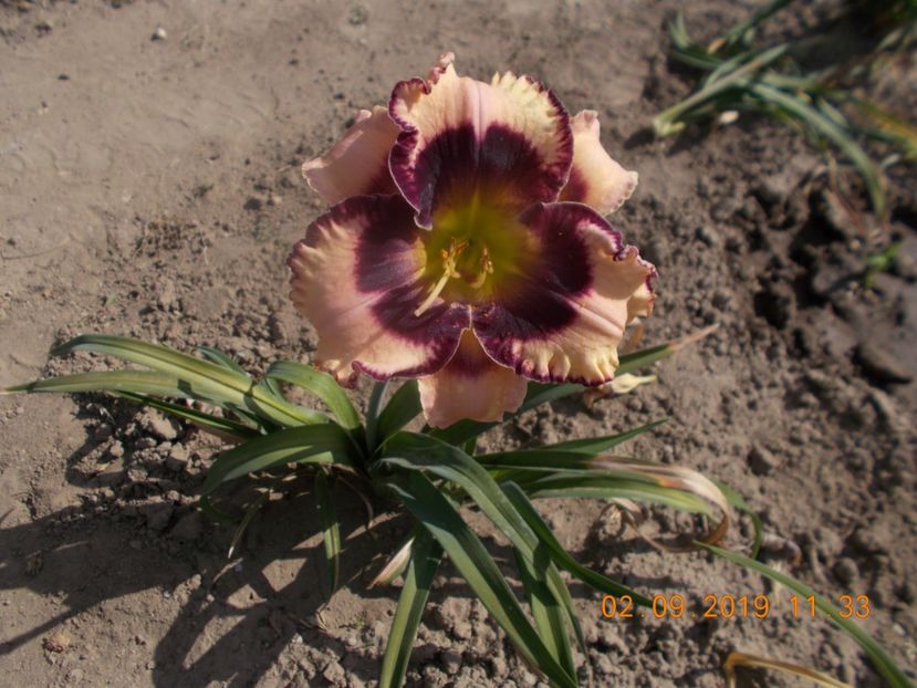  - HEMEROCALLISI-2019