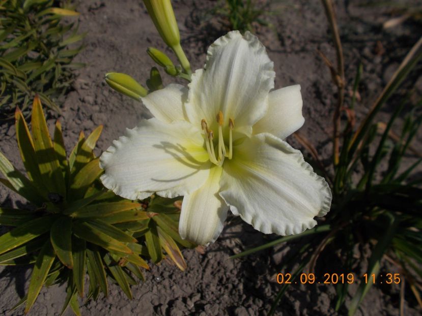  - HEMEROCALLISI-2019