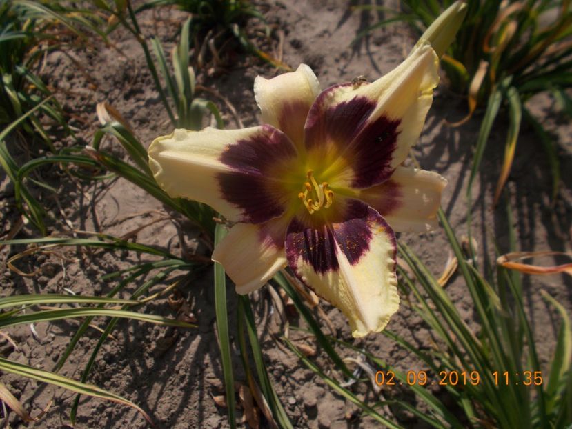  - HEMEROCALLISI-2019