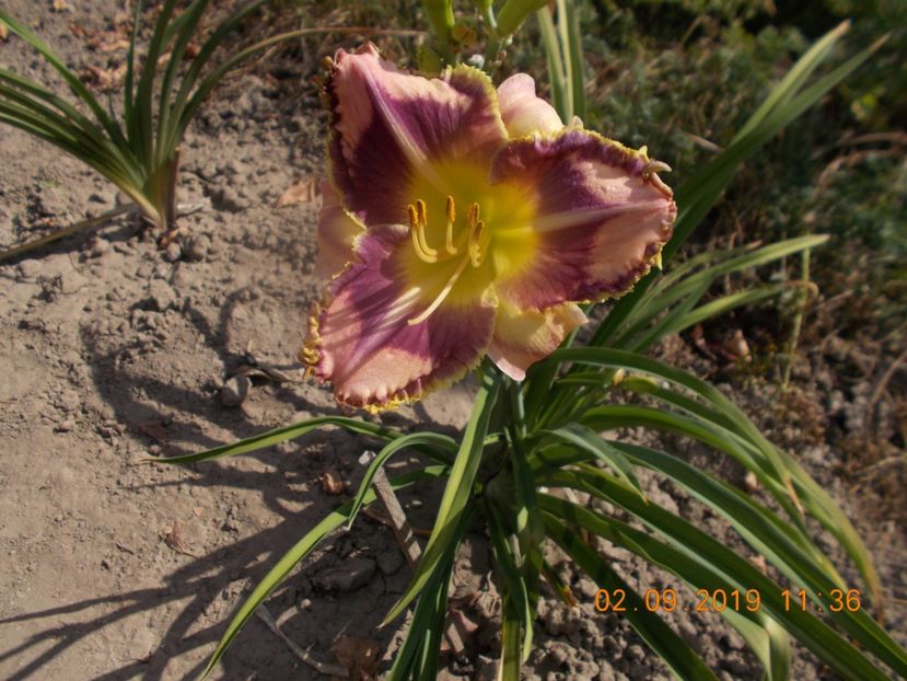  - HEMEROCALLISI-2019