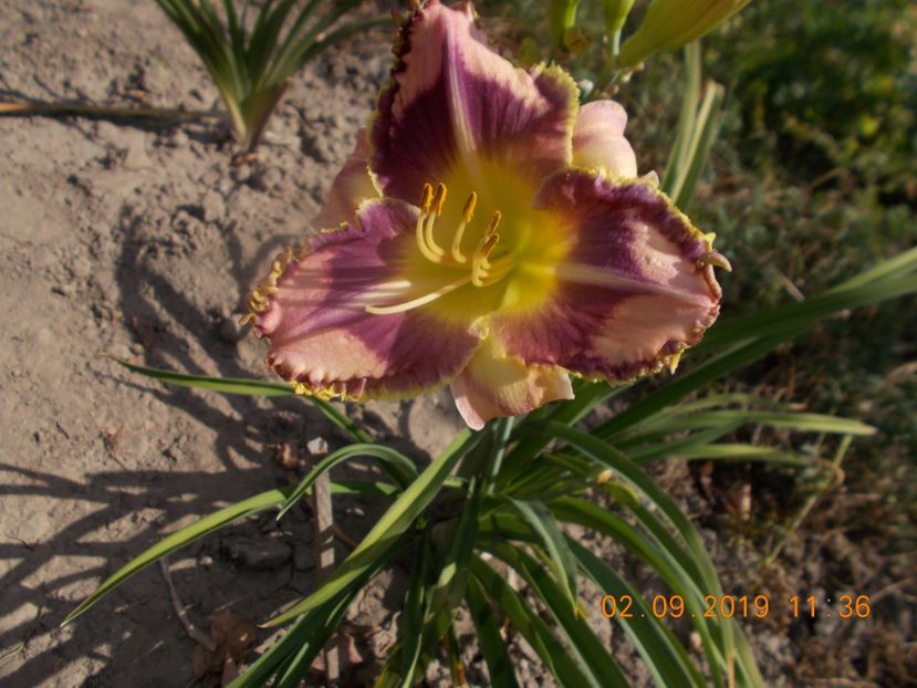  - HEMEROCALLISI-2019