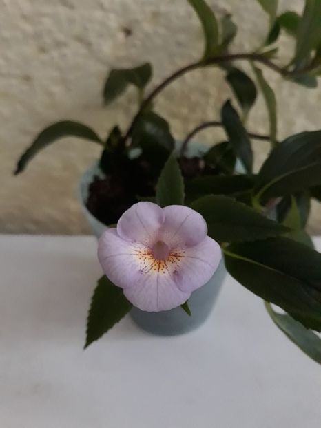 2019 - R20 - MM s 0818