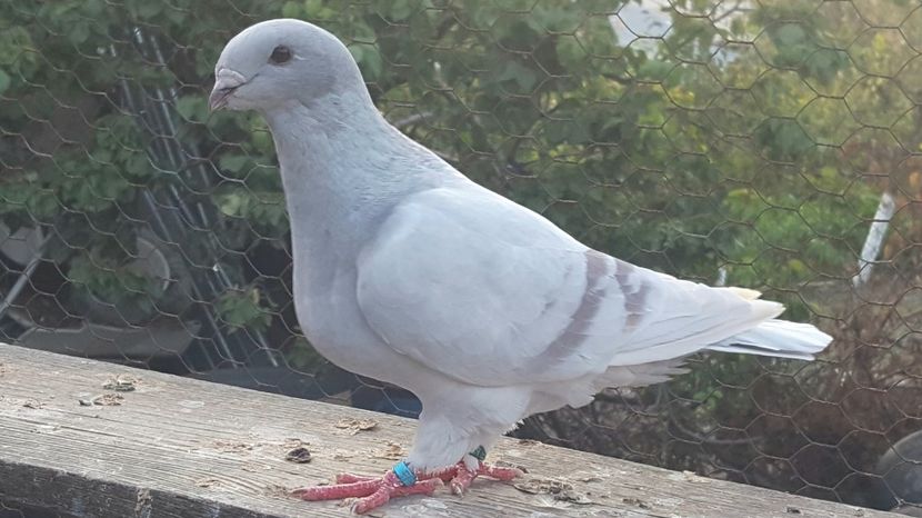  - 05 Tineret 2019