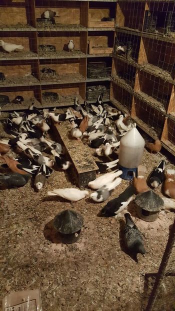  - Porumbei matca 2019