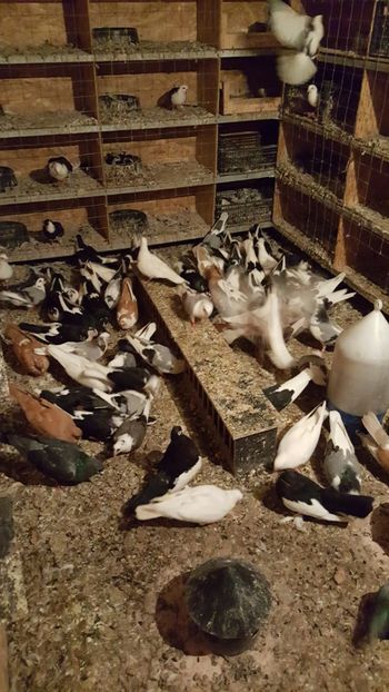  - Porumbei matca 2019