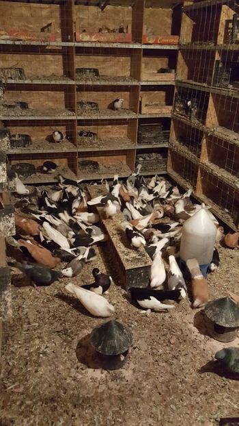  - Porumbei matca 2019