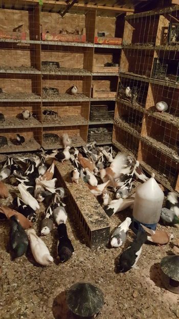  - Porumbei matca 2019