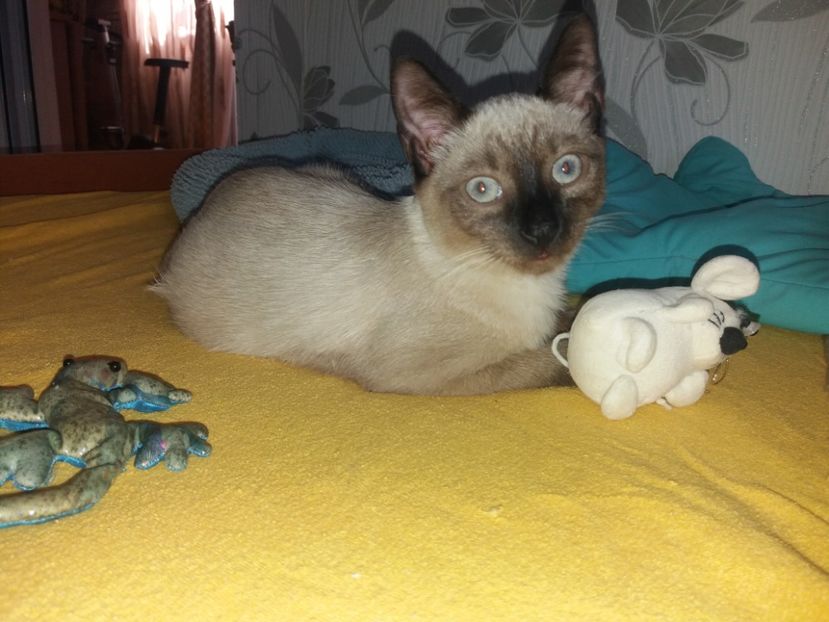  - Daysi septembrie 2019