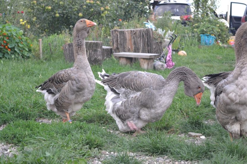 IMG-20190814-WA0007 - GASTE TOULOUSE