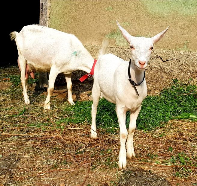 IMG-20190812-WA0032 - capre anglo nubiene si nu numai