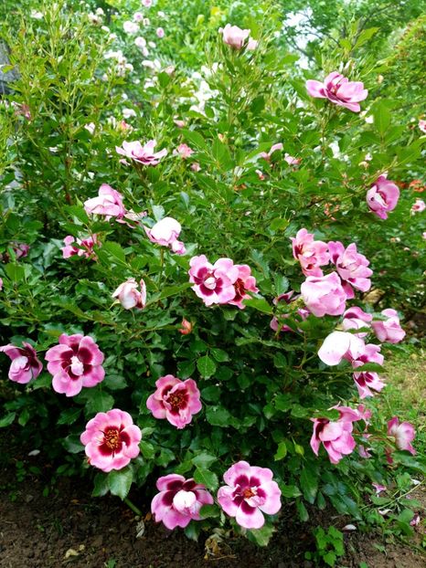  - trendy babylon eyes