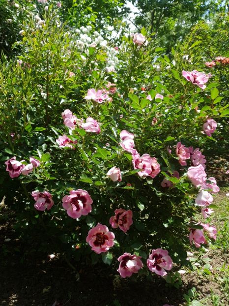  - trendy babylon eyes