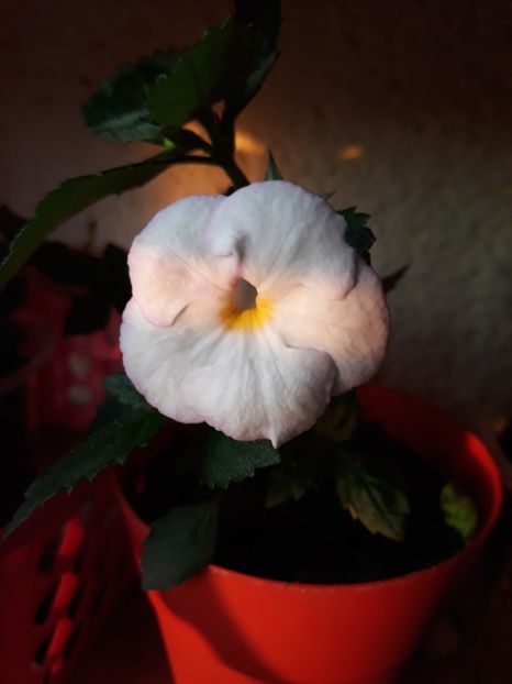  - 1 2020 - Porcelain Doll