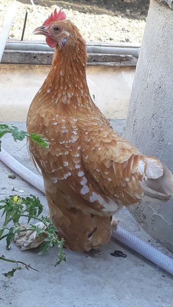  - Sectiunea 1A-Gaini mii de flori -oua si puisori!