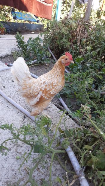  - Sectiunea 1A-Gaini mii de flori -oua si puisori!