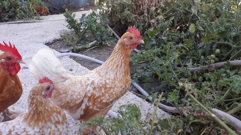  - Sectiunea 1A-Gaini mii de flori -oua si puisori!