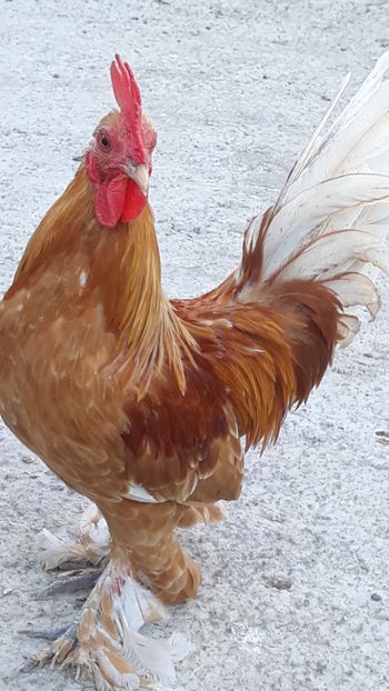  - Sectiunea 1A-Gaini mii de flori -oua si puisori!