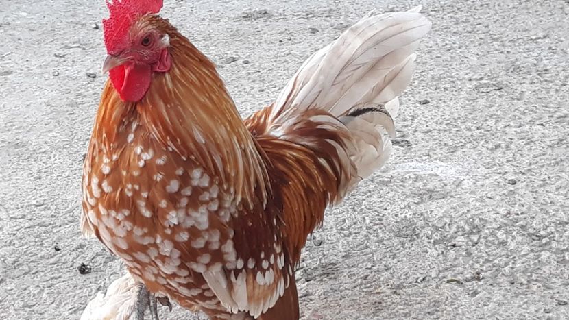  - Sectiunea 1A-Gaini mii de flori -oua si puisori!