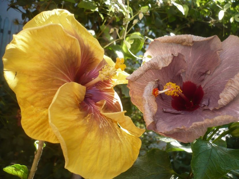 P1420852 - HIBISCUSI 2019-3