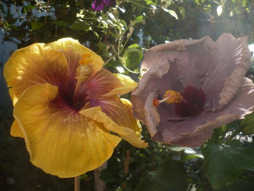 P1420853 - HIBISCUSI 2019-3