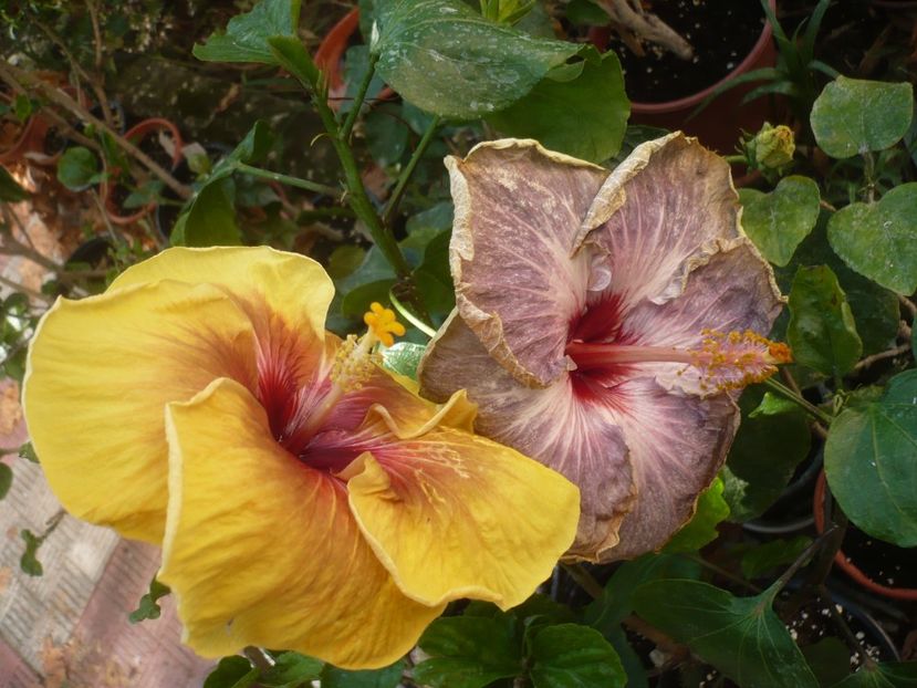 P1420854 - HIBISCUSI 2019-3