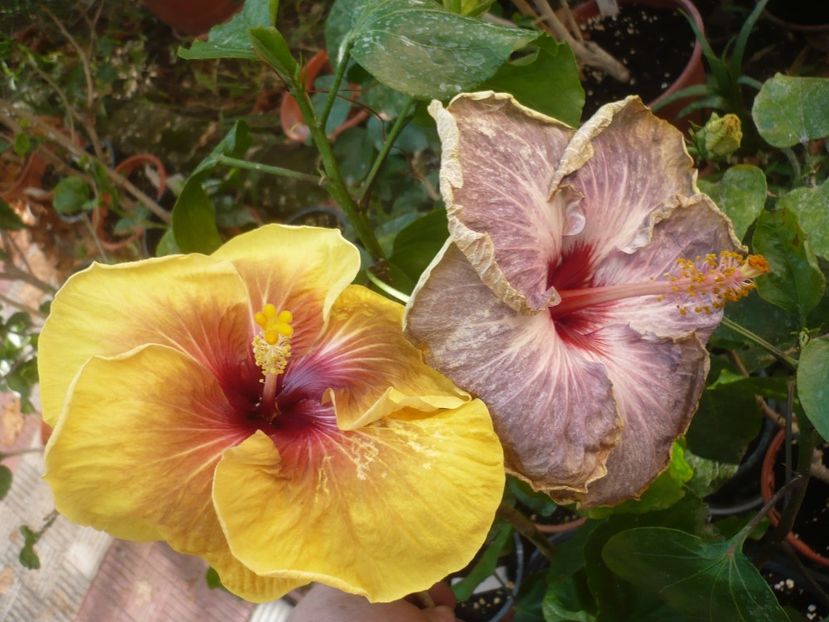 P1420855 - HIBISCUSI 2019-3