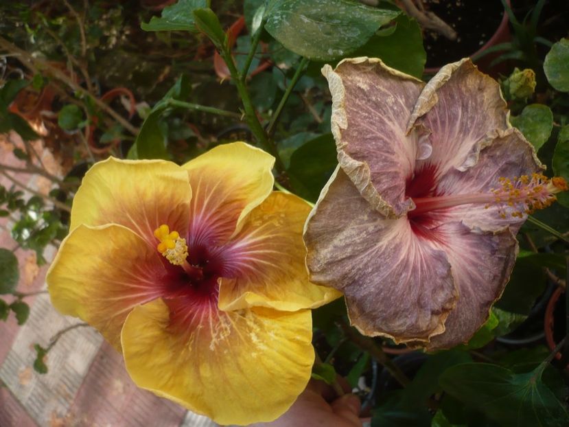 P1420856 - HIBISCUSI 2019-3