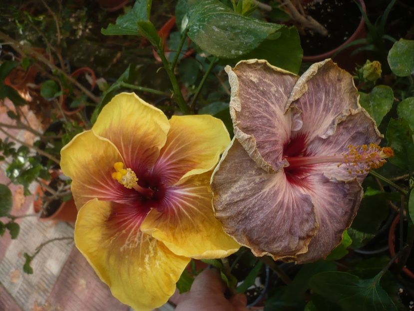 P1420857 - HIBISCUSI 2019-3