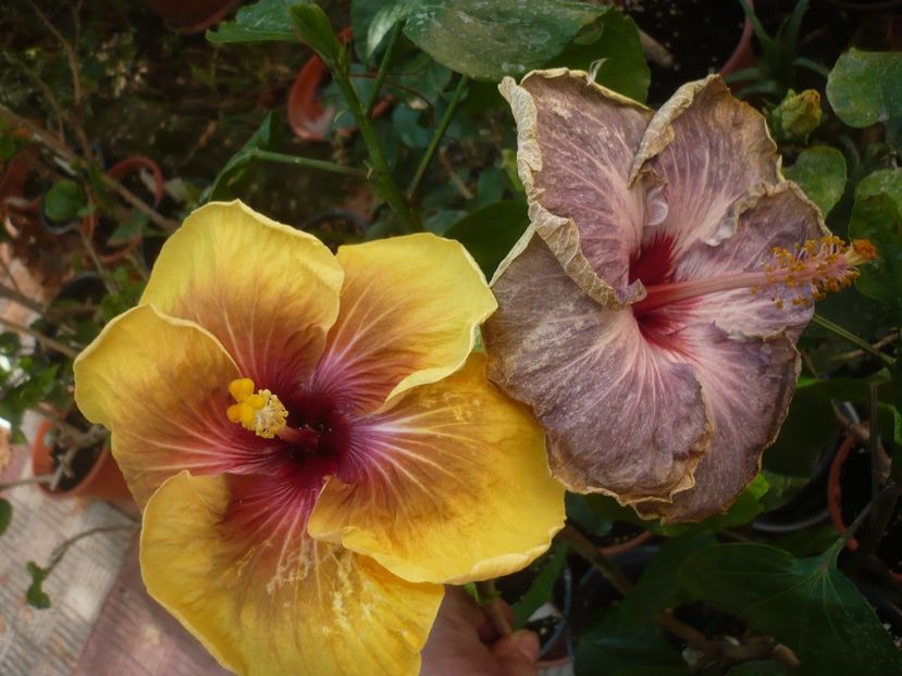 P1420858 - HIBISCUSI 2019-3