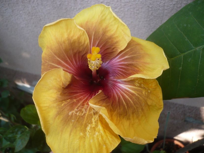 P1420859 - HIBISCUSI 2019-3