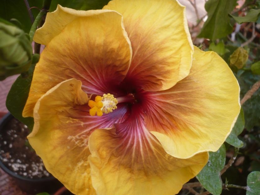 P1420860 - HIBISCUSI 2019-3