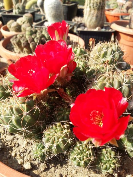  - cactusi 2019