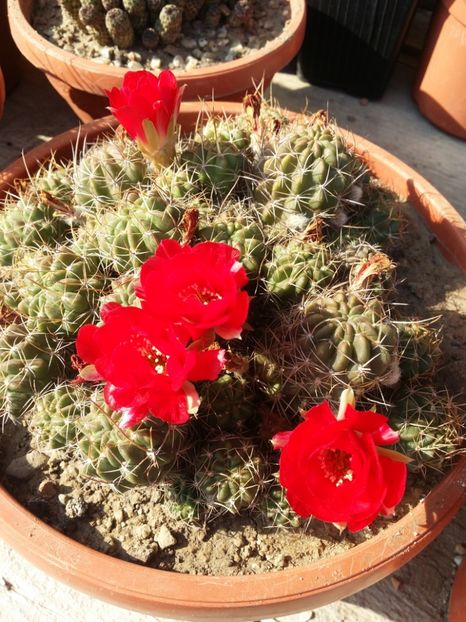  - cactusi 2019