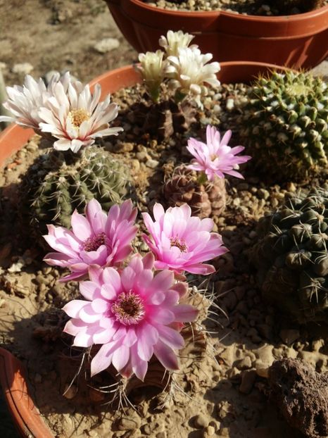  - cactusi 2019
