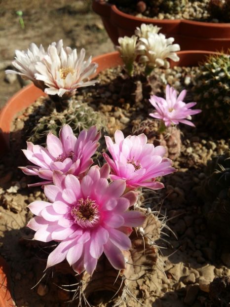  - cactusi 2019