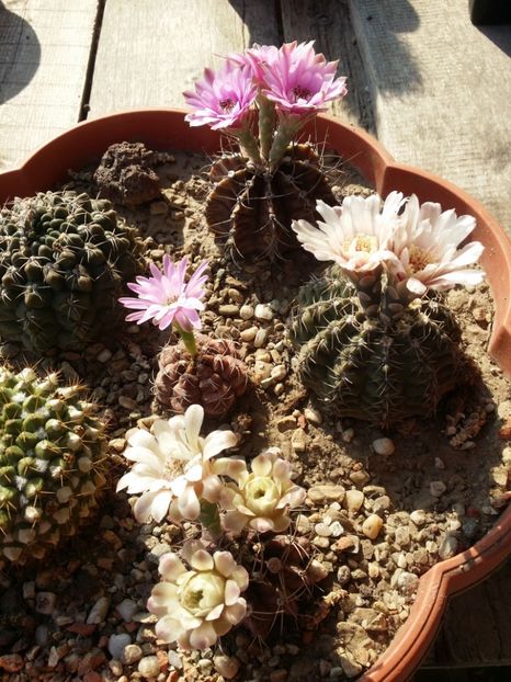  - cactusi 2019