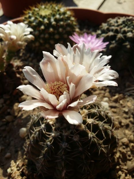  - cactusi 2019