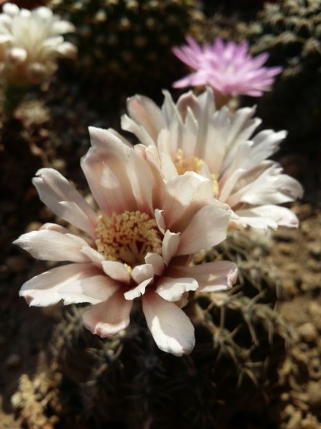  - cactusi 2019