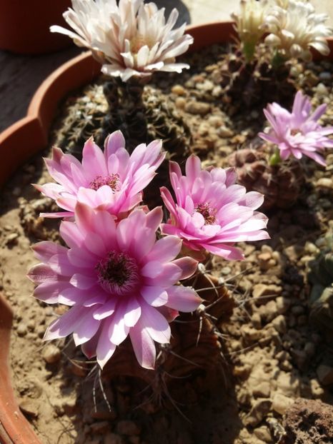  - cactusi 2019