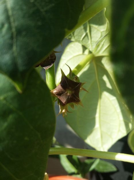  - plantutele mele